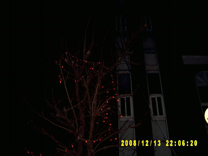 Christmas trees005.JPG